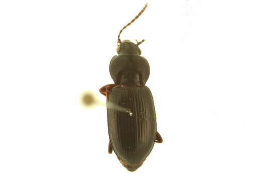 Plancia ëd Pterostichus (Cryobius) barryorum Ball 1962