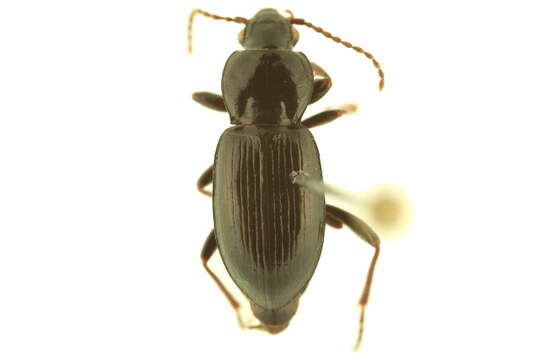 Plancia ëd Pterostichus (Cryobius) barryorum Ball 1962