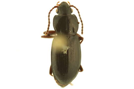 Image of Pterostichus (Cryobius) barryorum Ball 1962