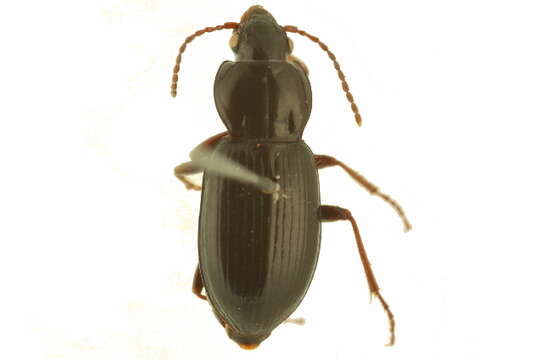 Plancia ëd Pterostichus (Cryobius) barryorum Ball 1962