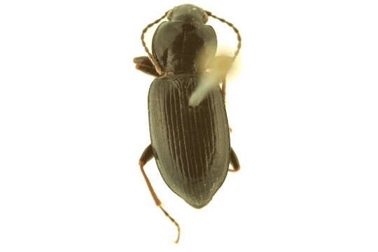 Plancia ëd Pterostichus (Cryobius) barryorum Ball 1962