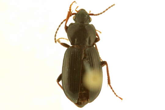 Plancia ëd Pterostichus (Cryobius) barryorum Ball 1962