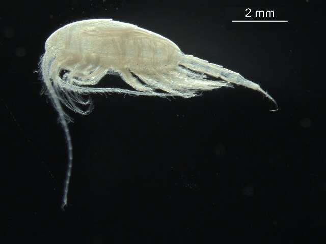 Image of Metridia longa (Lubbock 1854)