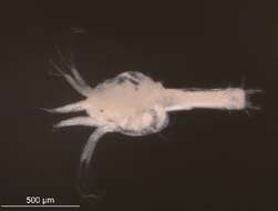 Image of Thysanoessa raschii (M. Sars 1864)