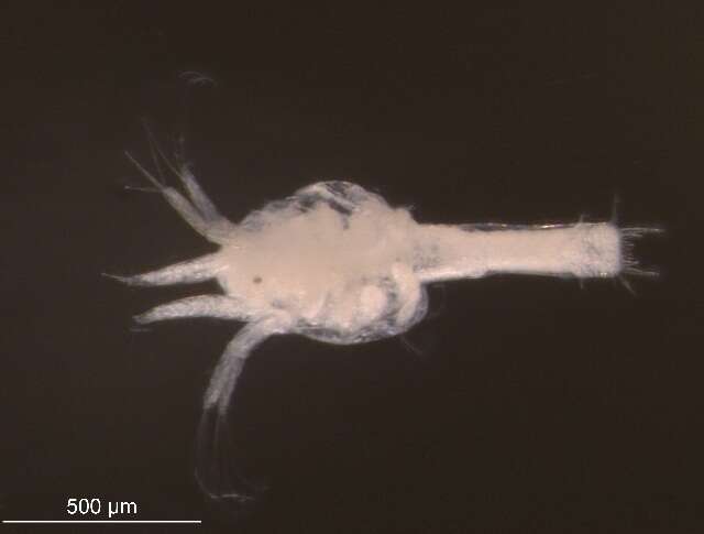 Image of Thysanoessa raschii (M. Sars 1864)