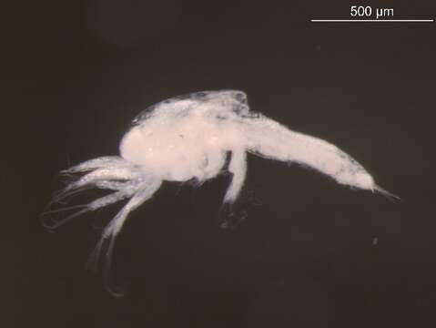 Image of Thysanoessa raschii (M. Sars 1864)