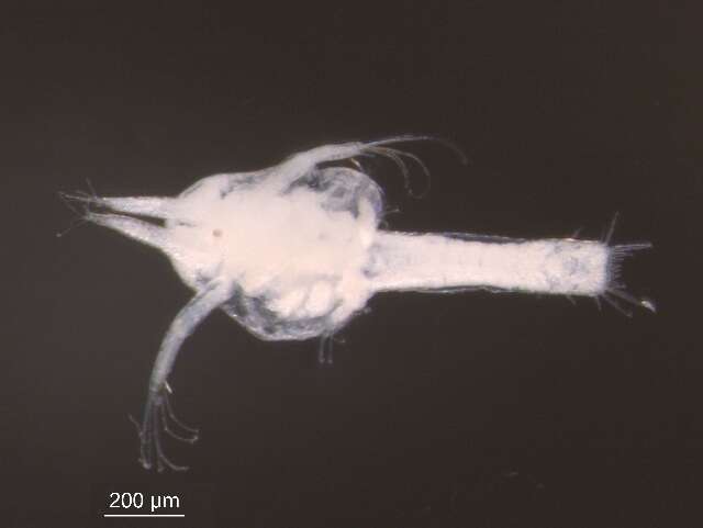 Image of Thysanoessa raschii (M. Sars 1864)