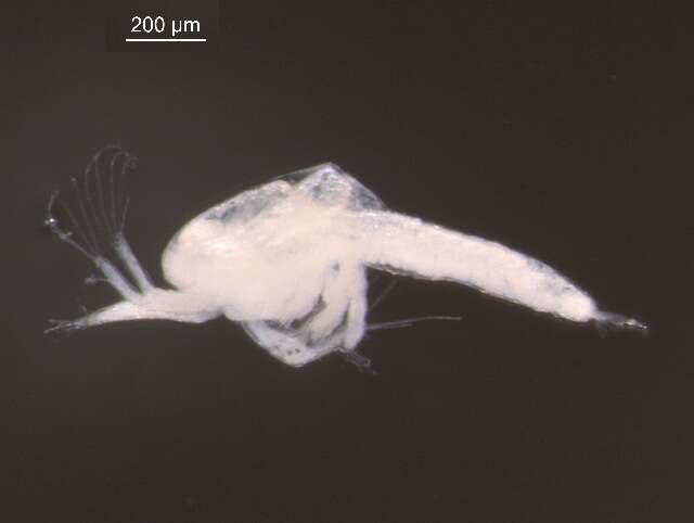 Image of Thysanoessa raschii (M. Sars 1864)