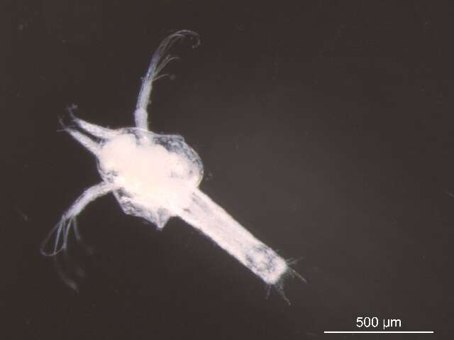 Image of Thysanoessa raschii (M. Sars 1864)