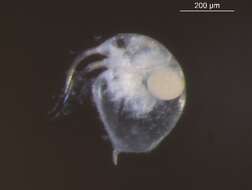Image of Baltic long-nosed waterflea