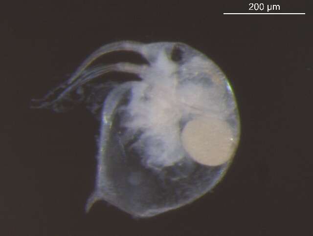 Image of Baltic long-nosed waterflea
