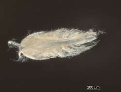 Image of <i>Tisbe furcata</i>