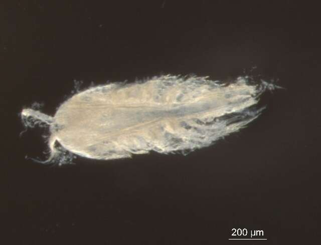 Image of <i>Tisbe furcata</i>