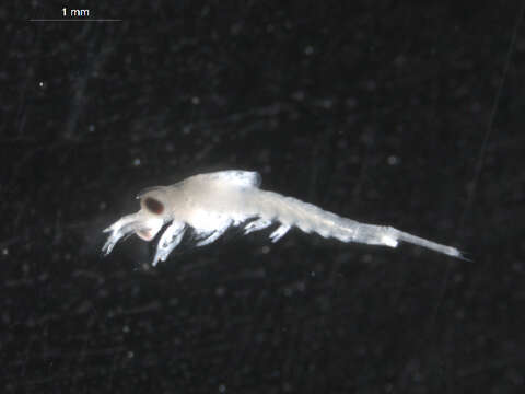 Image of North Pacific Krill