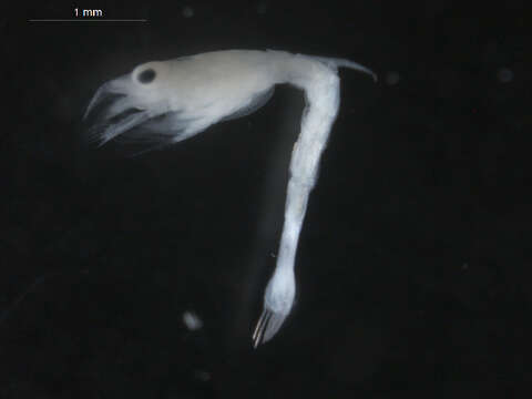 Image of Callianassoidea