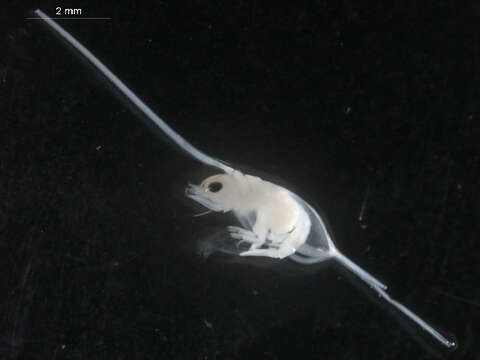 Image of porcelain crabs