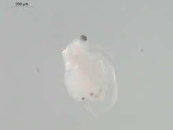 Image of Water flea