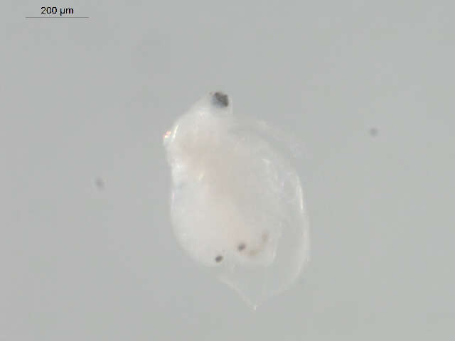 Image of Water flea