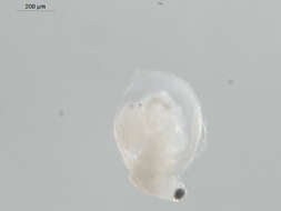 Image of Water flea