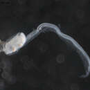 Image of Oikopleura Mertens 1830