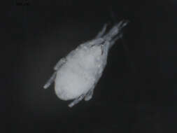 Image of marine mites