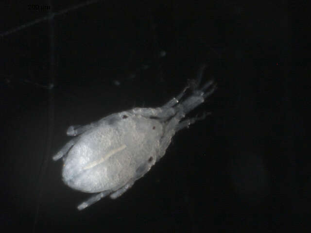Image of marine mites
