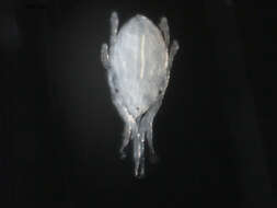 Image of marine mites