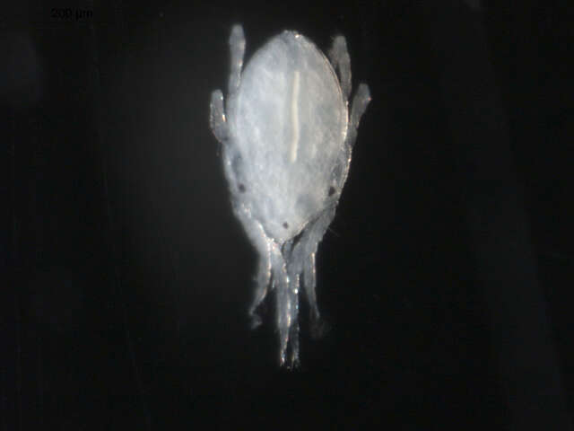 Image de Halacaroidea