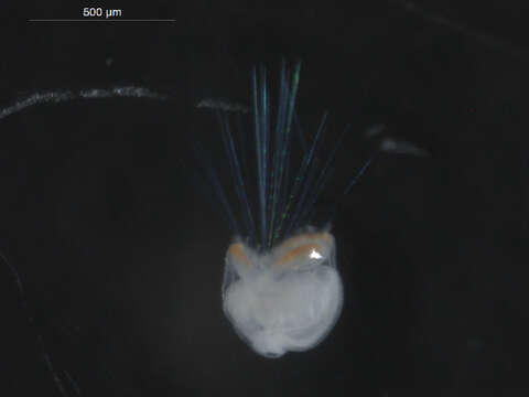 Image of Galathowenia oculata (Zachs 1923)