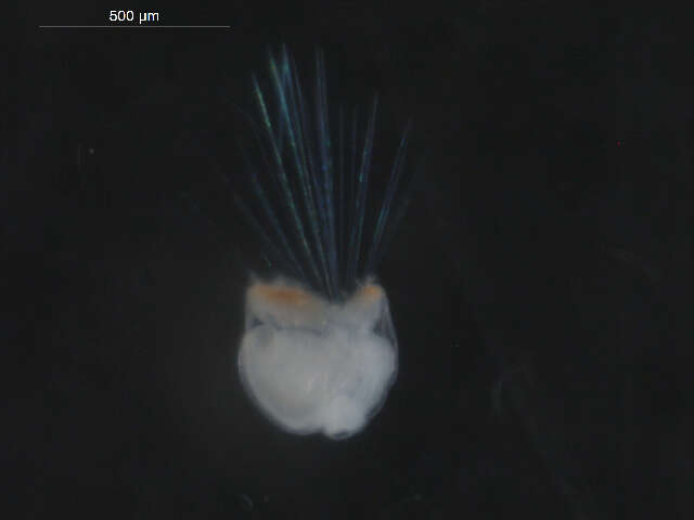 Sivun Galathowenia oculata (Zachs 1923) kuva