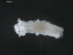 Image of Scolelepis