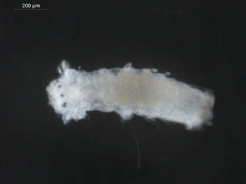 Image of Scolelepis