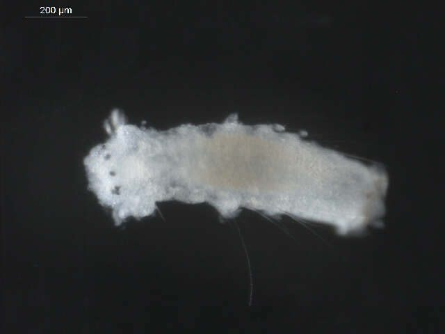 Image of Scolelepis