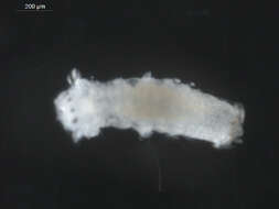 Image of Scolelepis