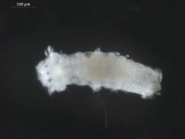 Image of Scolelepis