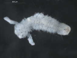 Image of Scolelepis