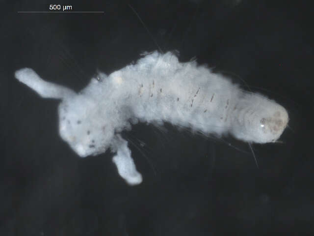 Image of Scolelepis