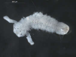 Image of Scolelepis