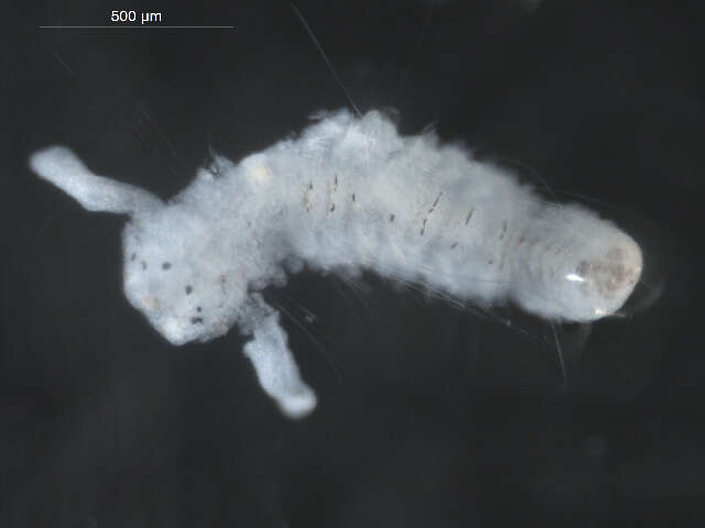 Image of Scolelepis