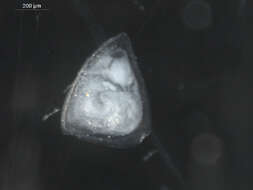 Image of Bryozoan