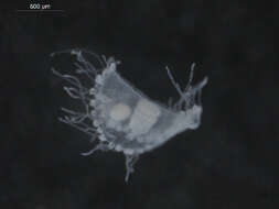 Image of hydroid