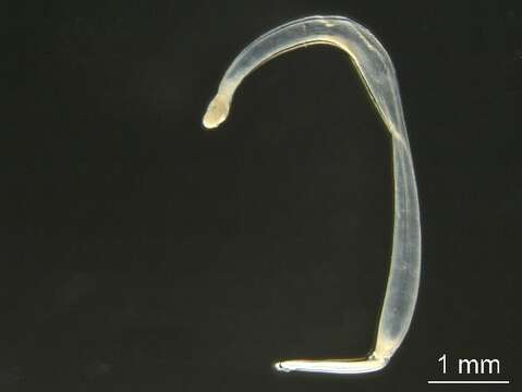 Image of arrow worm