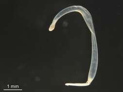 Image of arrow worm
