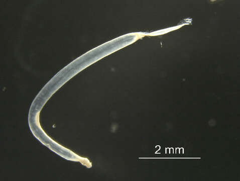 Image of arrow worm