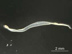 Sivun Parasagitta elegans (Verrill 1873) kuva
