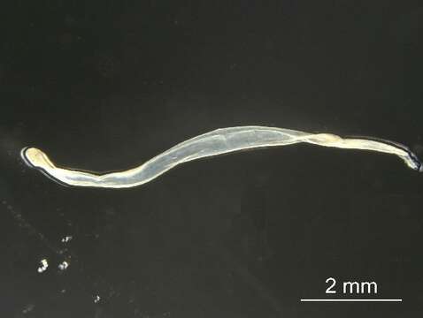 Image of arrow worm