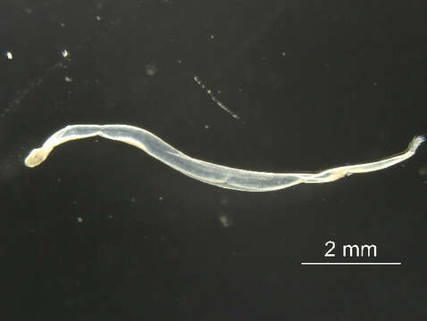 Image of arrow worm