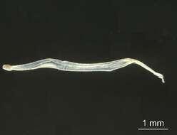 Image de Parasagitta elegans (Verrill 1873)
