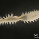 Image of Micronephthys cornuta (Berkeley & Berkeley 1945)