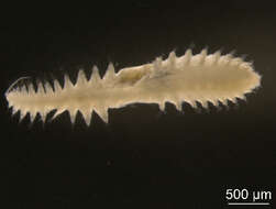 Micronephthys cornuta (Berkeley & Berkeley 1945) resmi